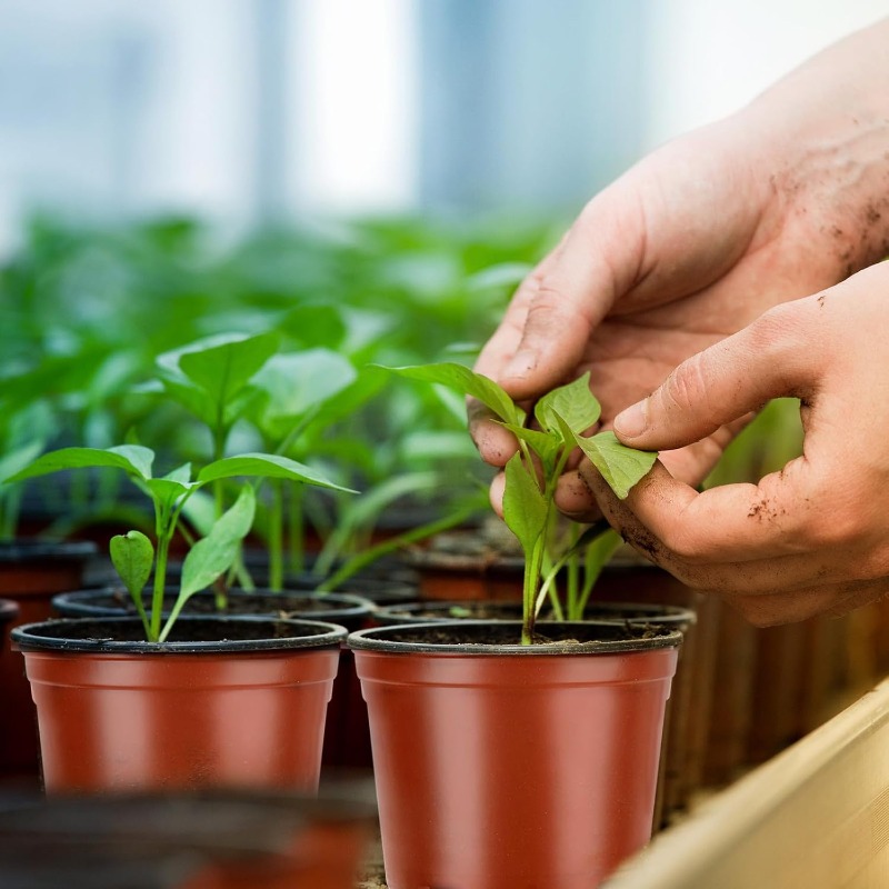 100/20x Seeding Nursery Pot Bl - Net Pot 3 Inch ulasan dan harga